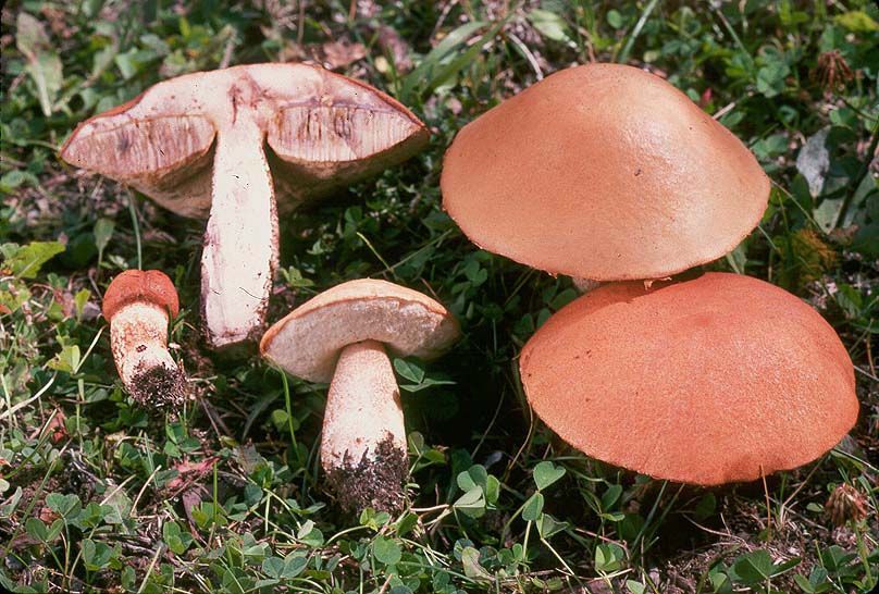 Leccinum discolor